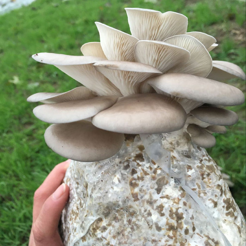 [买1发3送喷壶]蘑菇菌包30天不出包退平菇食用菌阳台多肉盆栽 白平菇