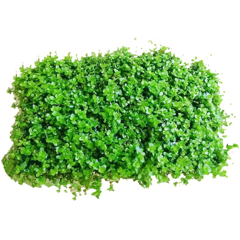 爬地矮珍珠前景水草植物日本水下叶鱼缸造景水培真草古法养鱼趴地高清大图