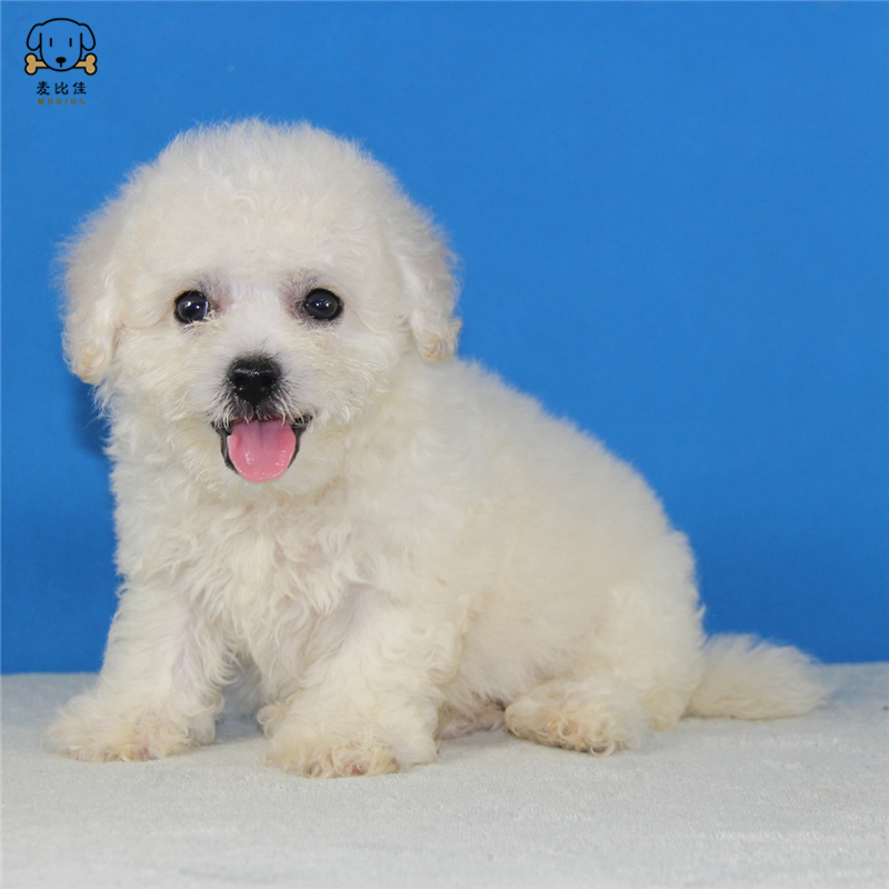 麦比佳宠物比熊犬 比熊幼犬活体 宠物狗狗法国卷毛比熊狗 双血统精品白色活体比熊 小体玩具型茶杯犬标准型视频可选高清大图