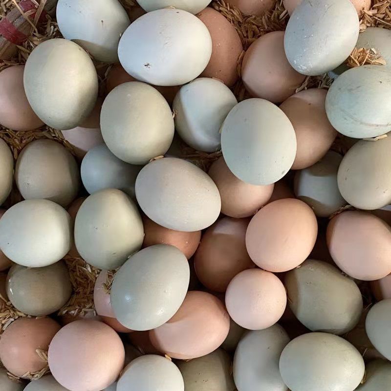 赛卡伊10枚也正宗新鲜溜达鸡土鸡蛋绿壳乌鸡蛋儿童营养蛋