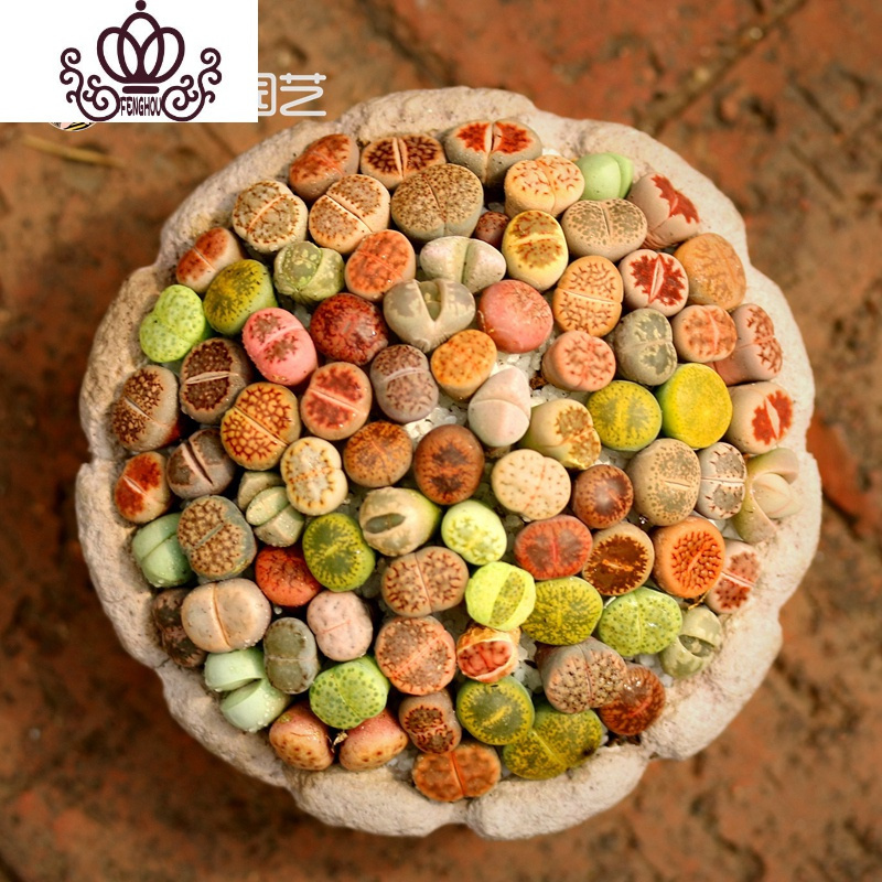 封后 Fenghou 园艺用品封后南非混生石花多肉植物整盆新手套餐室内好养彩色石头屁屁花pp B1套餐10颗南非混 1 1 2cm 裸根花卉绿植盆栽 价格图片品牌报价 苏宁易购战狼家居专营店