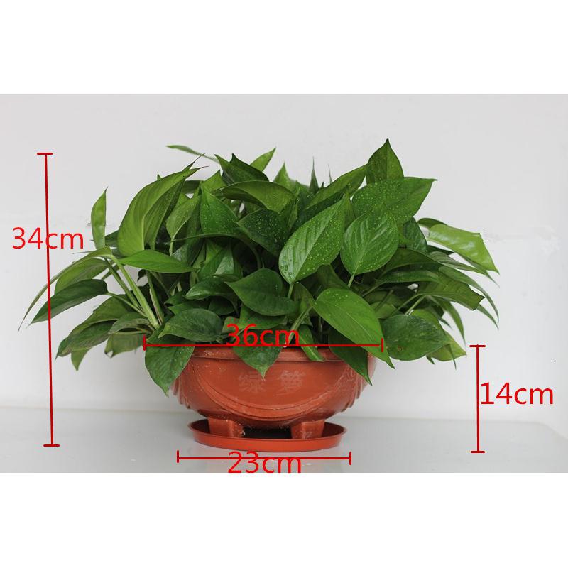 花卉盆栽室内花 报价行情 排行 品牌 参数 怎么样 图片 商家 苏宁易购