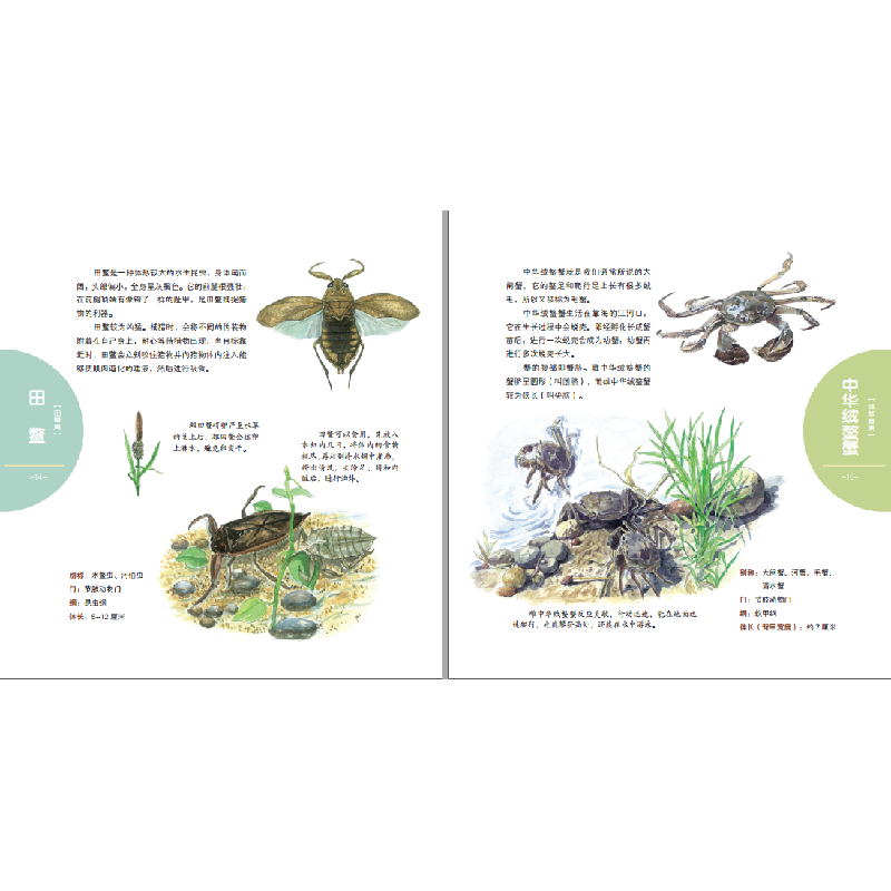 醉染图书身边生动的自然课-溪边动物王国9787557852559高清大图