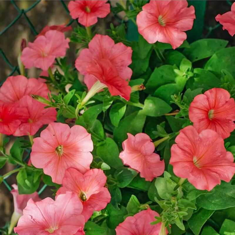 诚智旺 爬藤牵牛花花籽 净籽/千克高清大图