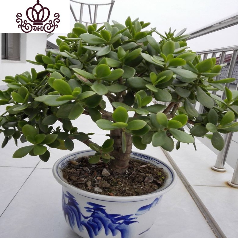 封后盆栽苗老桩大叶玉树花植物多肉燕子掌室内客厅绿植花卉三色花月三年苗不含盆图片 高清实拍大图 苏宁易购