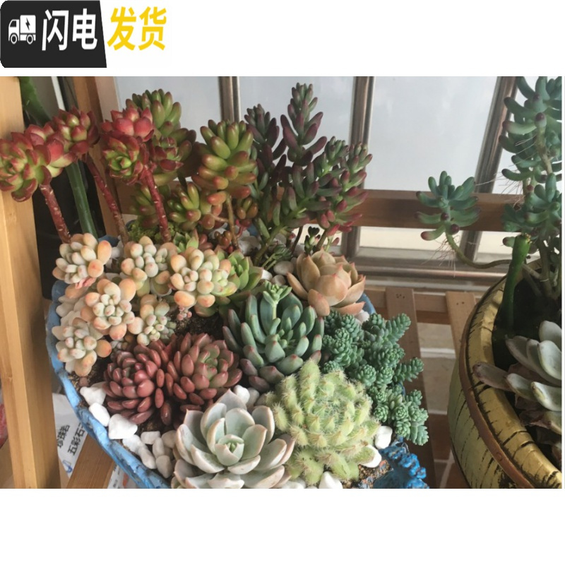 三维工匠创意个性大号口径凤凰孔雀长方形动物多肉植物花盆树脂工艺品摆件 绿色大孔雀 大花盆容器