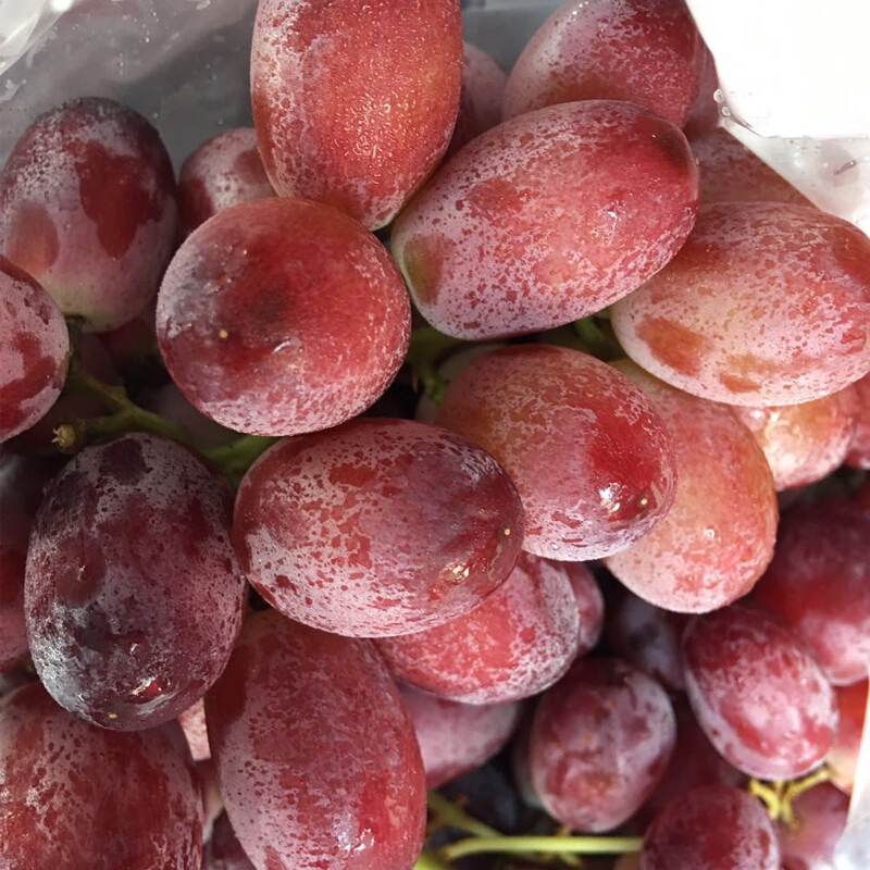 大土澳 澳洲无籽红提1000g装 无核红葡萄提子红提子葡萄时令进口提子红葡萄新鲜水果