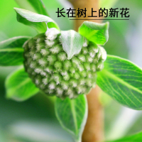 聚修堂(JUXIUTANG) 绿萝花茶 150克