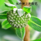 聚修堂(JUXIUTANG) 绿萝花茶 150克