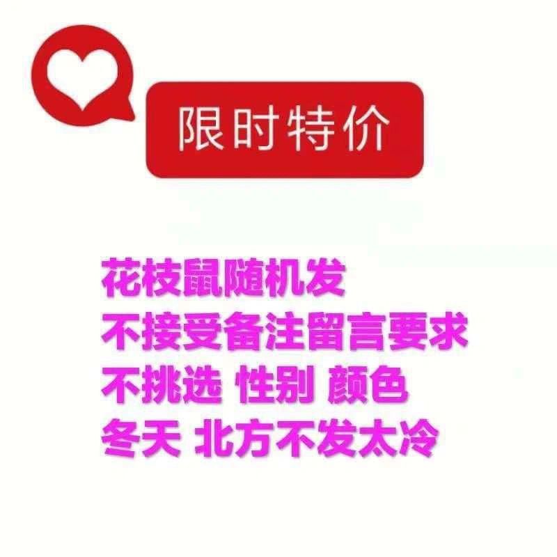 随机发花枝鼠 亲人认主人飞象耳花枝鼠活物宠物暹罗鼠宿舍宠物幼崽金丝熊仓鼠