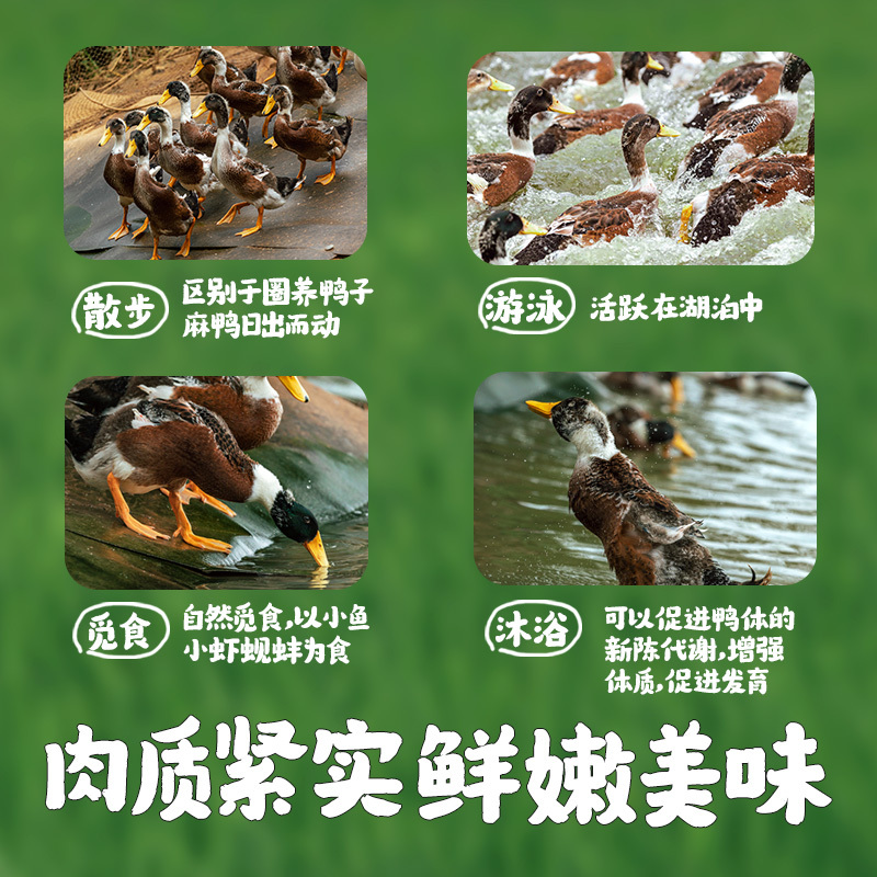 [五个农民] 巢湖仔麻鸭2只 1000g±100g/只 巢湖水域散养新鲜仔麻鸭 活鸭活体现杀 养殖70~100天 顺丰
