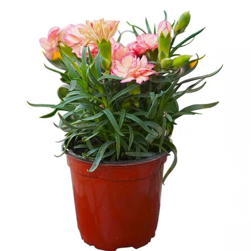 春节特惠 康乃馨鲜花盆栽石竹花苗带花苞庭院阳台室内四季开花绿植花卉
