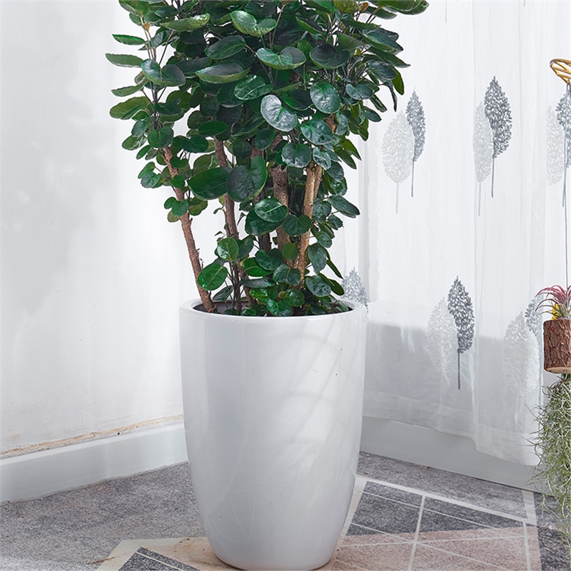 花知趣金钱兜大盆栽圆叶钱多多盆景客厅办公室中大型送礼植物室内绿植