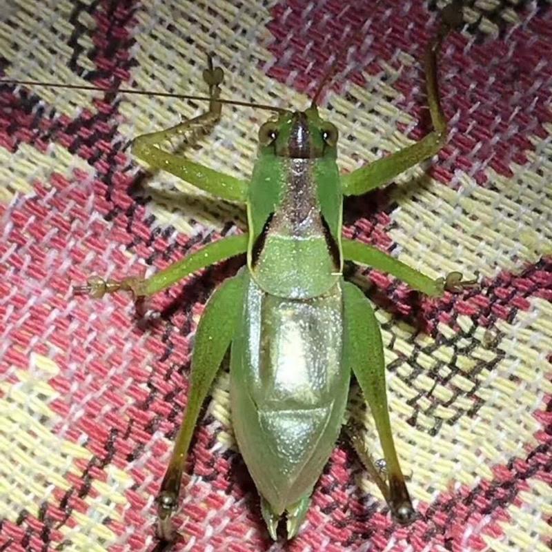 活体扎嘴吉儿人工扎嘴鸣虫活体大个扎嘴吉儿姐儿鸣虫听叫活体精品