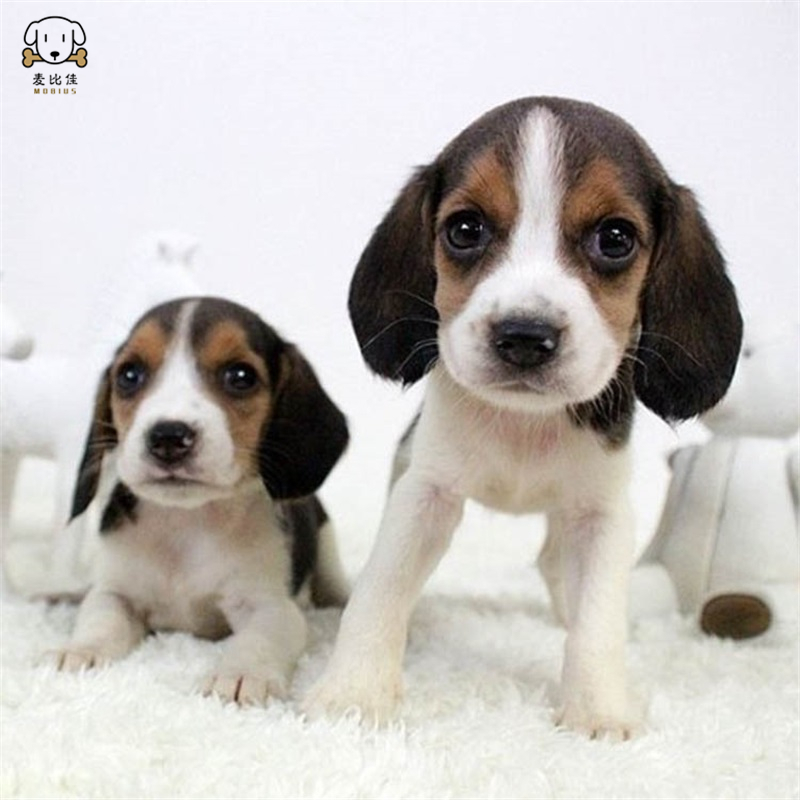 麦比佳宠物比格狗狗活体花色比格犬幼犬纯种血统级比格短毛米格鲁猎兔犬 比格猎狗高智商家养中小型犬视频挑选