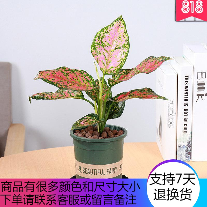 靓洁柔 Liangjierou 清洁工具花叶万年青银皇后如意皇后盆栽花卉室内净化空气吸甲醛桌面植物 价格图片品牌报价 苏宁易购奎星家居专营店