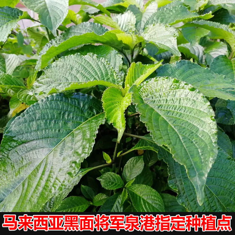 蛇草 报价行情 排行 品牌 参数 怎么样 图片 商家 苏宁易购