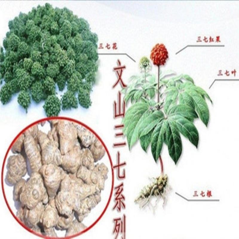 材种子三七种子田七种子文山三七种子人
