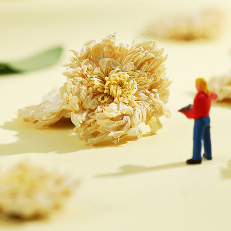 杞里香贡菊25g菊香四溢花朵饱满地道原料大朵贡菊高清大图
