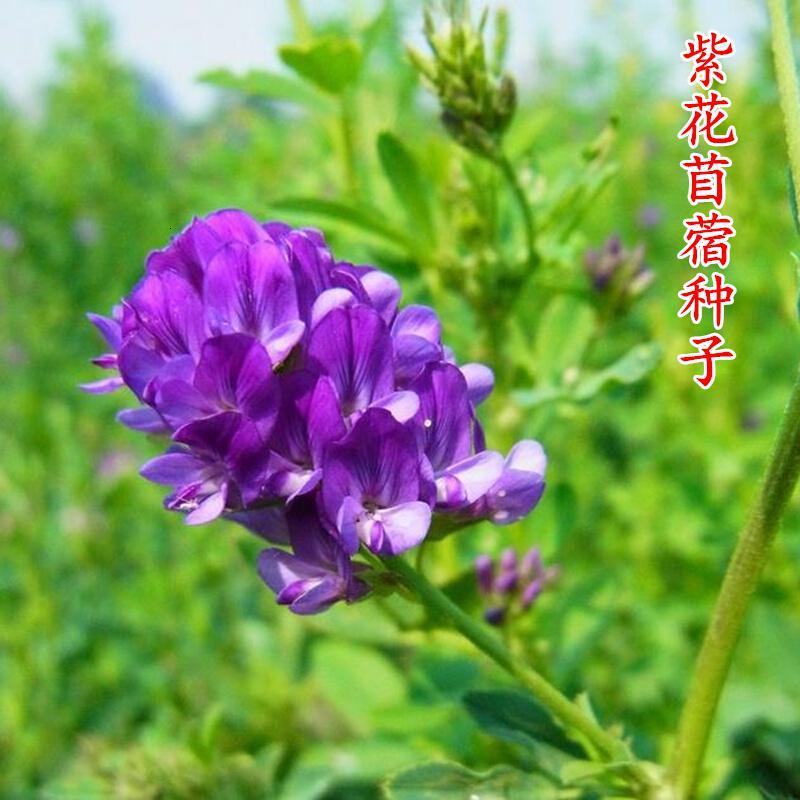 播种紫花苜蓿种子多年生四季苜蓿草牧草种子南北方牧草坪籽芽苗菜绿化蜜源绿肥报价 参数 图片 视频 怎么样 问答 苏宁易购