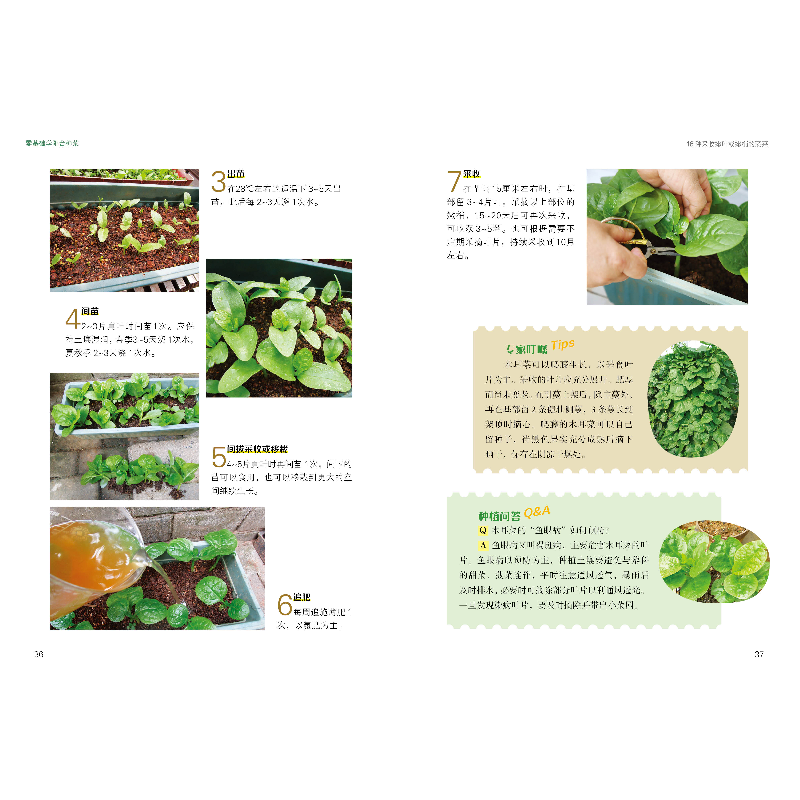 正版新书]零基础学阳台种菜 种植业 新华赵晶9787533563639高清大图