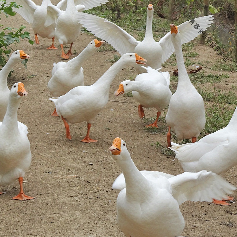 大雁鹅农家散养新鲜现杀冷冻鹅肉鹅掌笨鹅整只土鹅