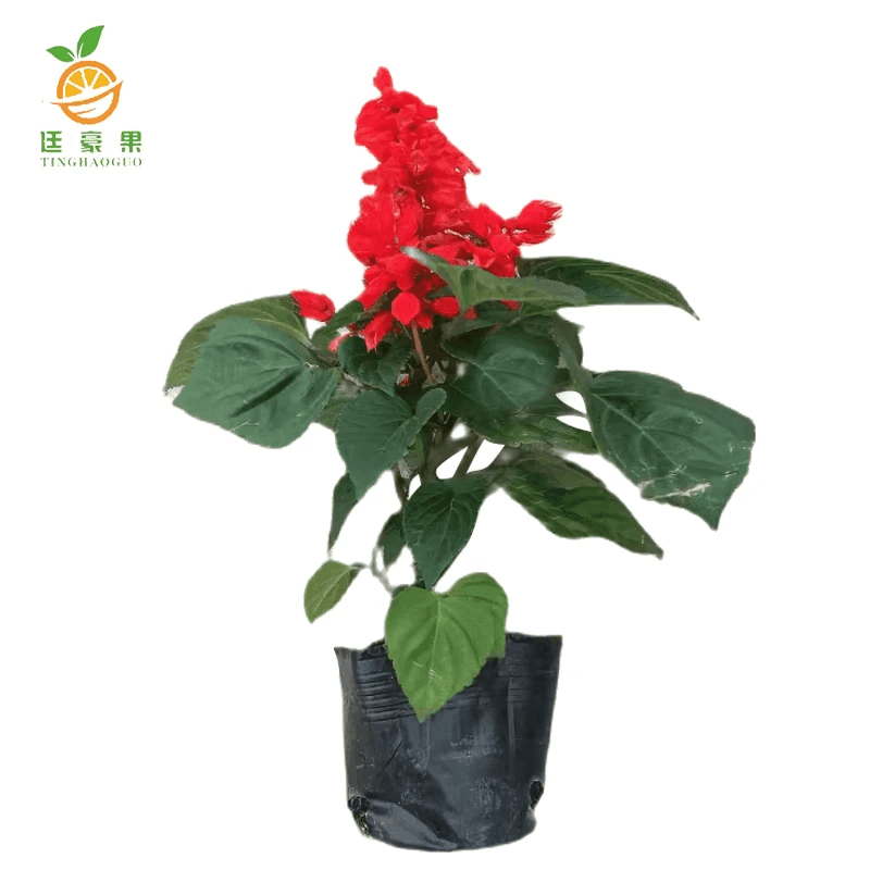 廷豪果 盆栽一串红 30cm /株图片