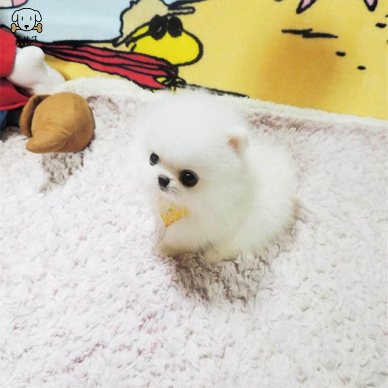 麦比佳狗狗活体 纯种博美犬幼犬 活体宠物狗狗哈多利系球体博美狗 玩具型博美犬茶杯犬长不大博美日系俊介犬高清大图
