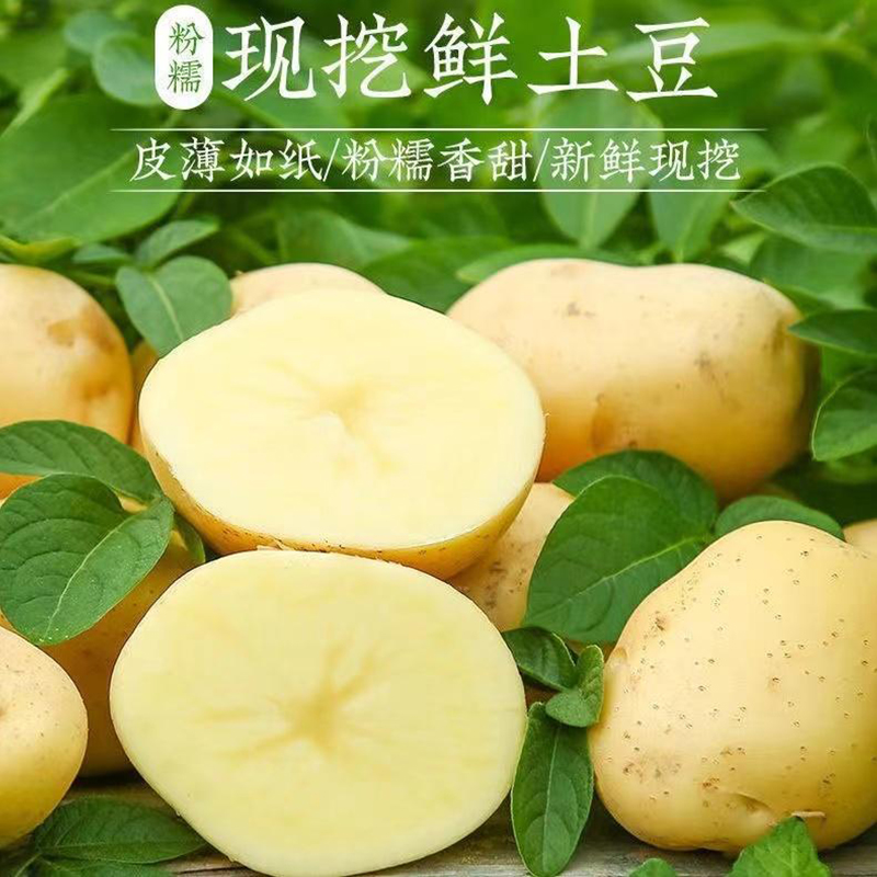 [西沛生鲜]云南黄皮黄心土豆 净重4.5斤装 中果 单果60-100g 新鲜蔬菜 农家种植高清大图