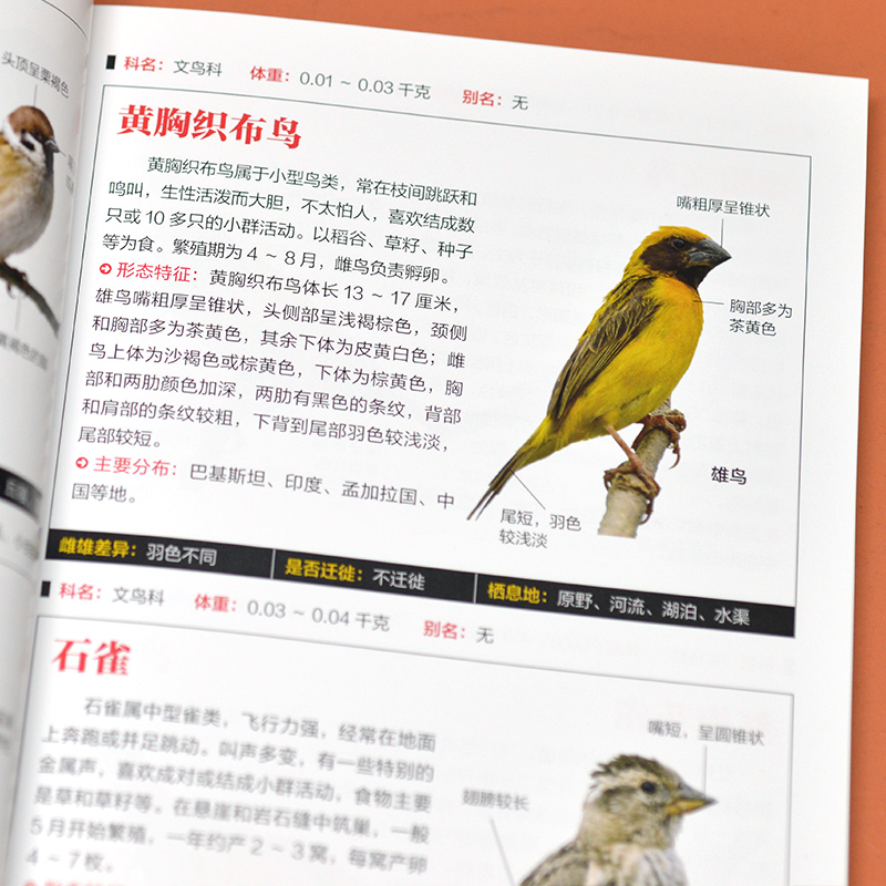 [正版]鸟图鉴鸟类观察手册 世界鸟类行为动物科普图鉴 珍惜森林草原野鸟形态鸟类图鉴动物百科观鸟手册鸟类大全鸟类生态大图高清大图