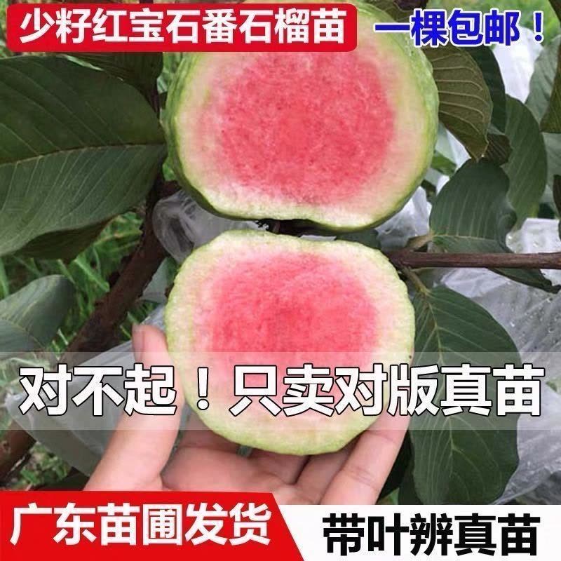 台湾番石榴苗当年结果南方种植嫁接盆栽四季果树西瓜果树芭乐苗当年结果