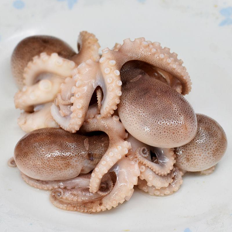八爪鱼鲜活新鲜八爪鱼小章鱼海鲜火锅食材迷你短腿巴蛸爆头八爪鱼