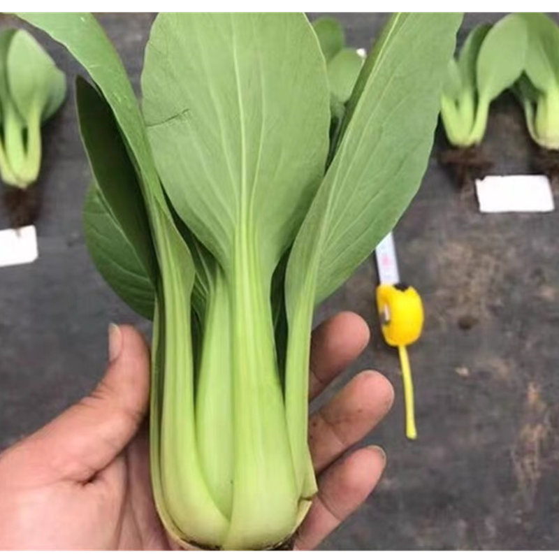 矮脚富士青梗菜种子上海青蔬菜
