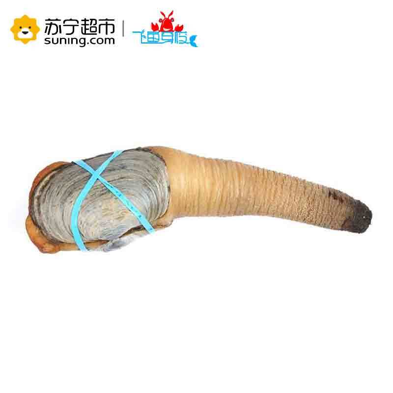 【苏宁生鲜】【活鲜】朝鲜 象拔蚌 450-500g 刺身级 顺丰冷链空运 海鲜水产