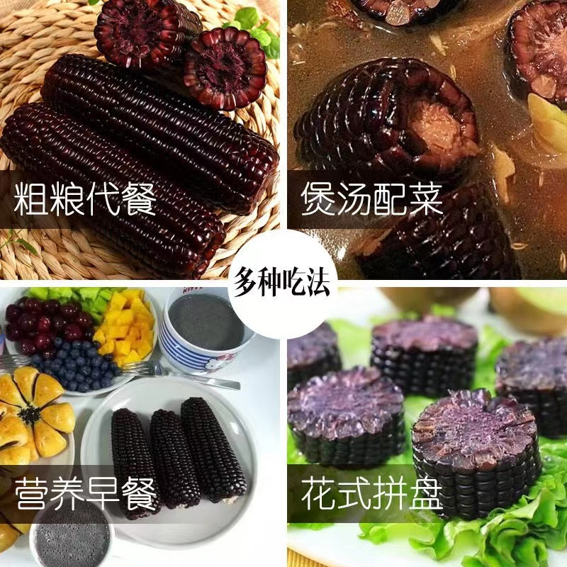 谷本粮农 黑糯玉米6根1.2kg 非转基因鲜食粘糯黑玉米棒 新鲜蔬菜