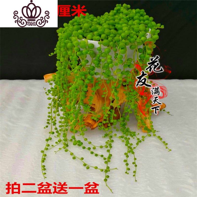 封后佛珠情人泪珍珠吊兰盆栽紫玄月珍珠吊兰佛珠多肉植物拍二送一 佛珠满盆+白挂盆 带盆栽好