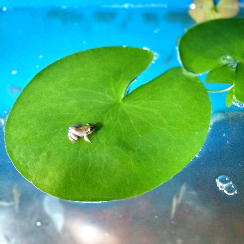 一叶莲水培水生植物鱼缸迷你水葫芦水芙蓉水草浮萍苗养龟产卵植物芝麻浮萍100个报价 参数 图片 视频 怎么样 问答 苏宁易购