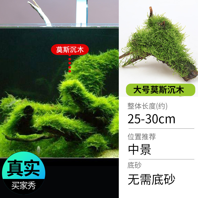 鱼缸造景莫斯沉木水榕无土植物懒人增氧真水草趴地矮珍珠陀草