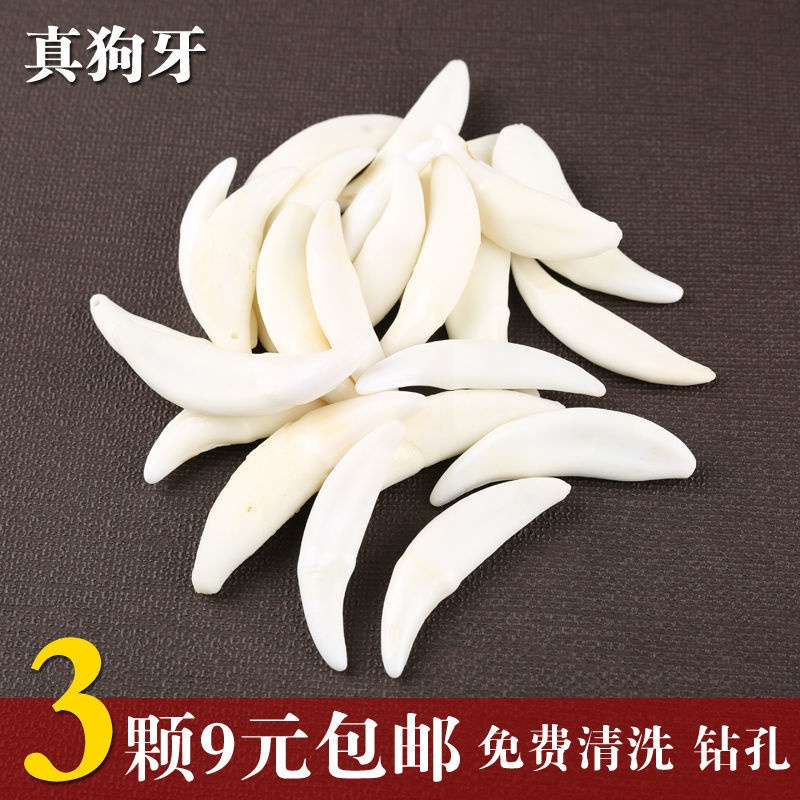 狗牙齿狼牙项链吊坠挂坠件护身符男女本命年辟邪转运微瑕疵3颗牙齿>