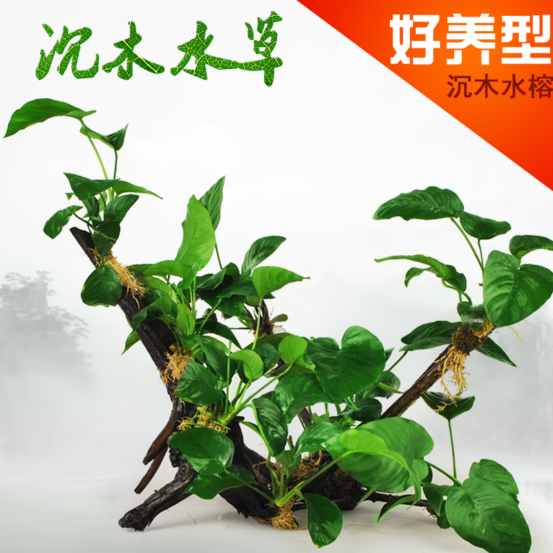 懒人水 入缸成景 鱼缸水 沉木莫丝水多头沉木水榕沉木水高清大图