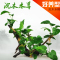 懒人水 入缸成景 鱼缸水 沉木莫丝水多头沉木水榕沉木水