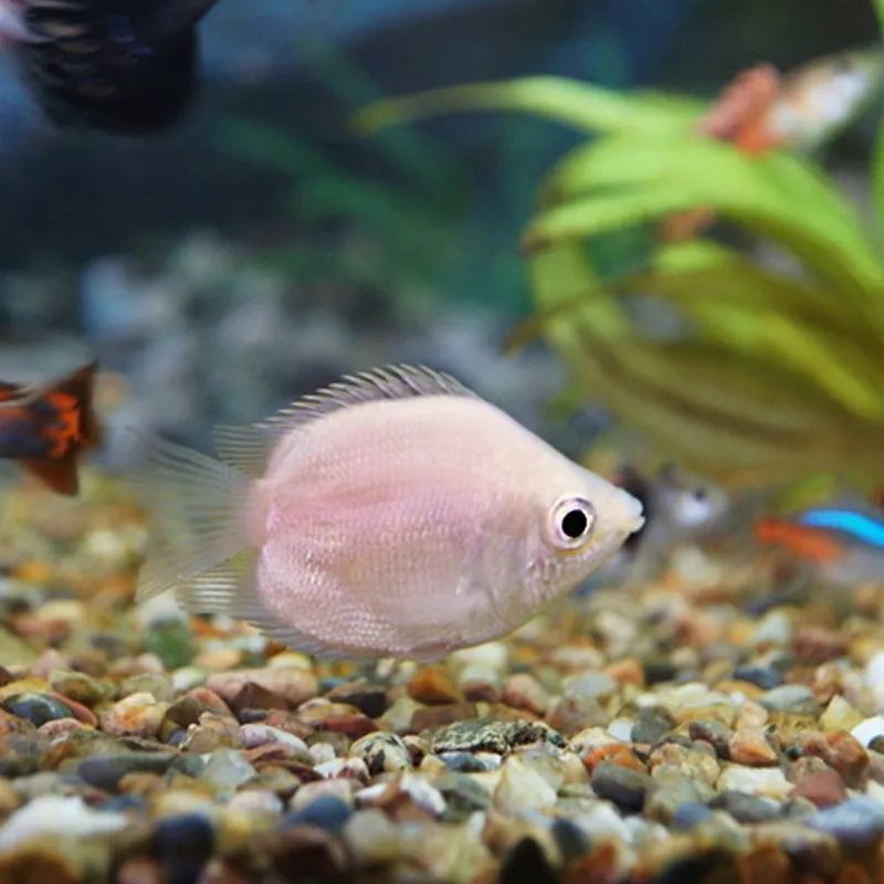 鱼淡水观赏鱼金鱼活体热带鱼养鱼活草缸鱼好养活接吻鱼3至4厘米1条