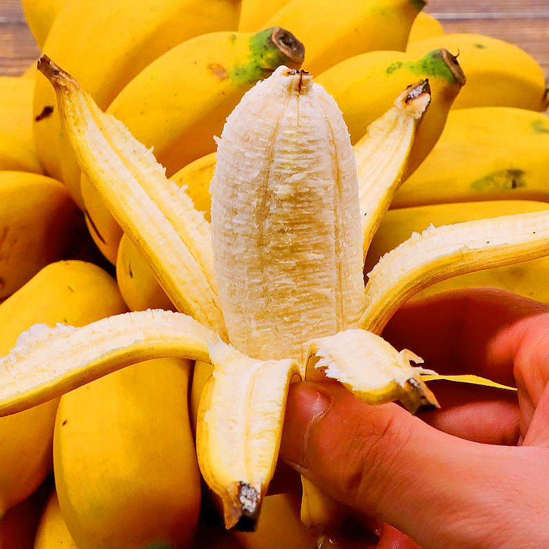 [买5斤送5斤]广西芭蕉香蕉小米蕉现摘苹果蕉应季热带水果