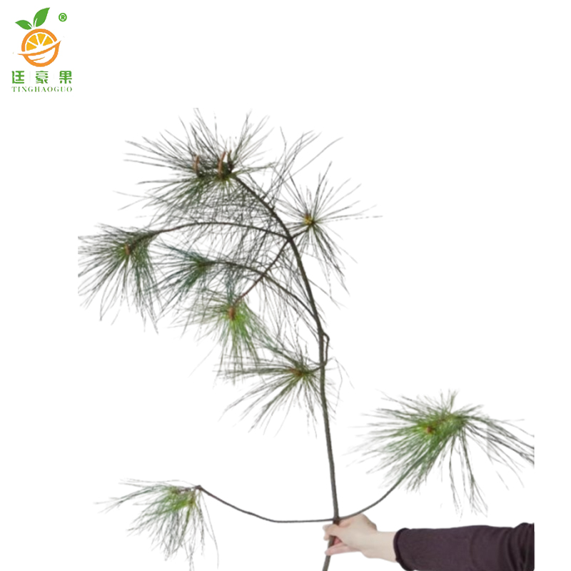 廷豪果 马尾松 高80-100cm /棵高清大图