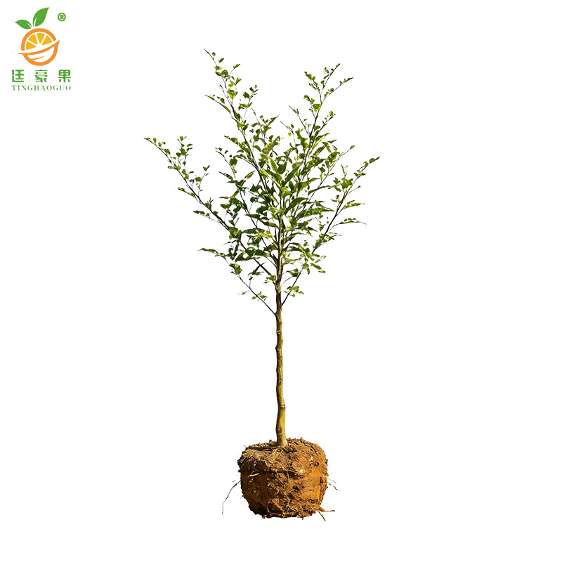 廷豪果 桔子树苗-高80-110cm 棵高清大图