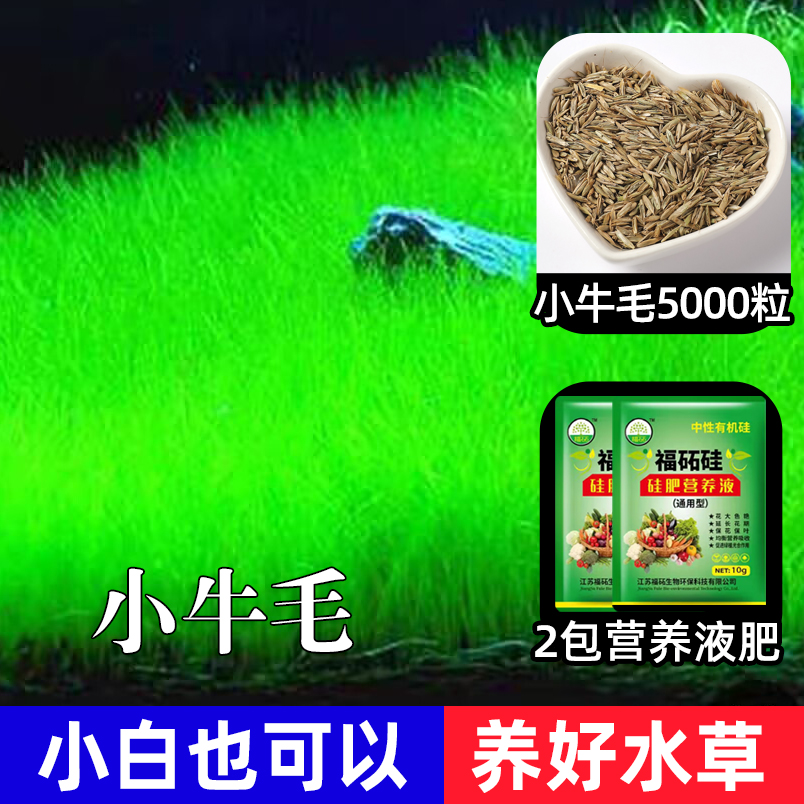 【补贴10%】鱼缸水草种子生态造景套餐植物种籽孑水培阴性真草盆栽装饰牛毛 小牛毛5000粒+2包营养液肥 均码