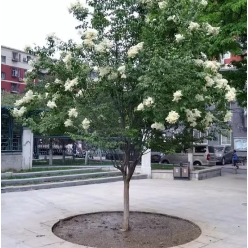 诚智旺 暴马丁香 4公分粗/棵高清大图