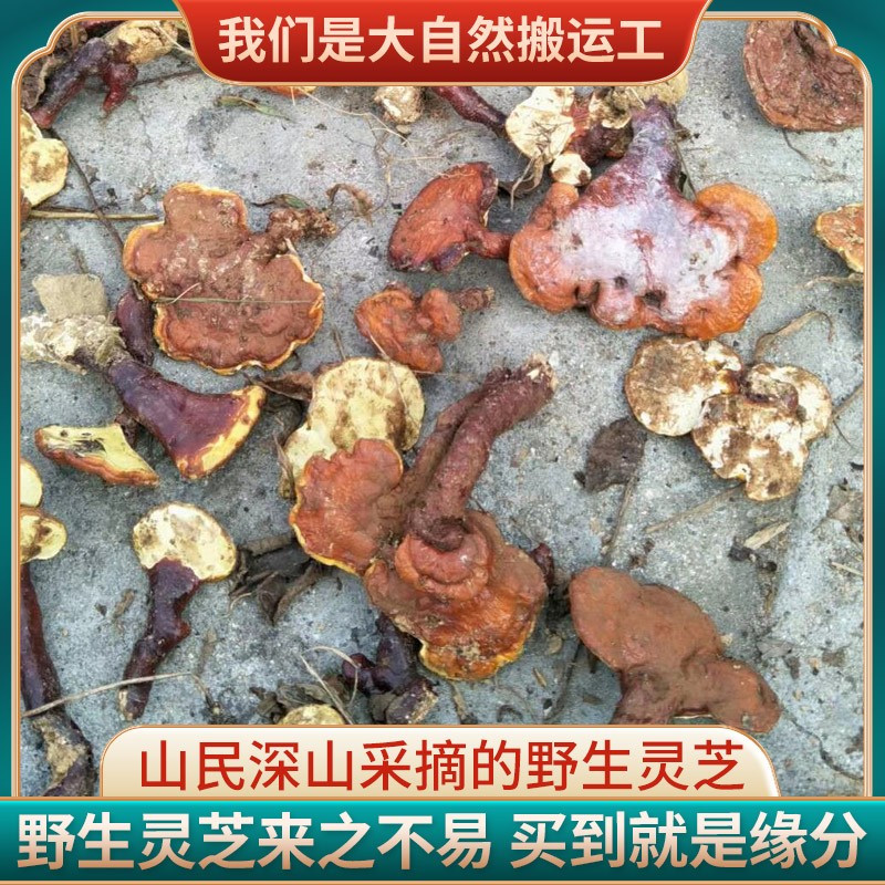 野外灵芝干货250克 整朵大个 大别山天然林芝 收山民灵芝高清大图