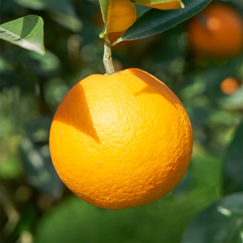 鲜木橙子报价_参数_图片_视频_怎么样_问答-苏宁易购