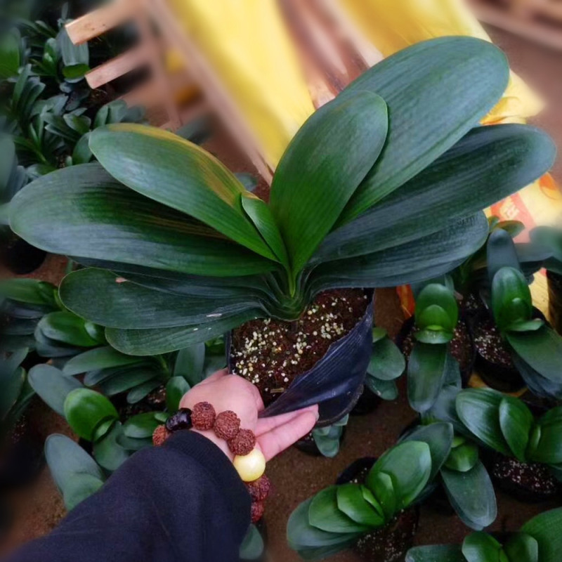 君子兰苗盆栽精品绿植室内花卉圆头和尚